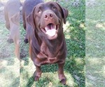 Small Photo #1 Labrador Retriever Puppy For Sale in ZEPHYRHILLS, FL, USA