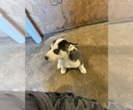Small Photo #2 Siberian Husky Puppy For Sale in IOWA, LA, USA