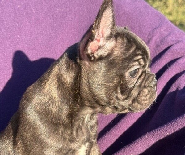 Medium Photo #2 Faux Frenchbo Bulldog-French Bulldog Mix Puppy For Sale in MOUNDRIDGE, KS, USA