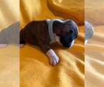 Small Photo #20 Boxer Puppy For Sale in LAUREL, DE, USA