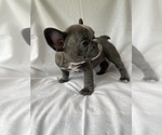 Small Photo #2 French Bulldog Puppy For Sale in GRANGER, IN, USA