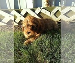 Small Photo #6 Cavapoo Puppy For Sale in FREDERICKSBURG, OH, USA