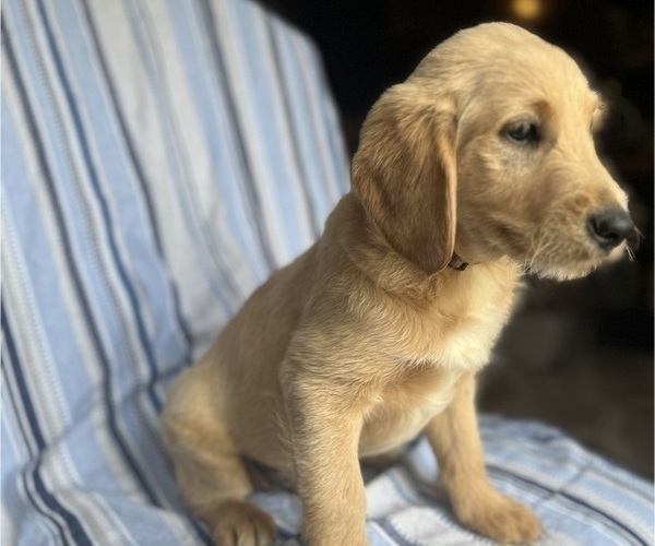 Medium Photo #2 Goldendoodle Puppy For Sale in SAN FERNANDO, CA, USA