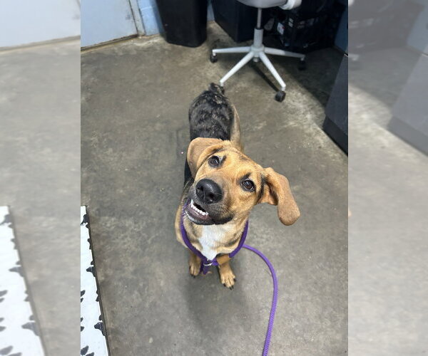 Medium Photo #1 Mutt Puppy For Sale in Evansville, IN, USA