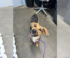 Mutt Dogs for adoption in Evansville, IN, USA