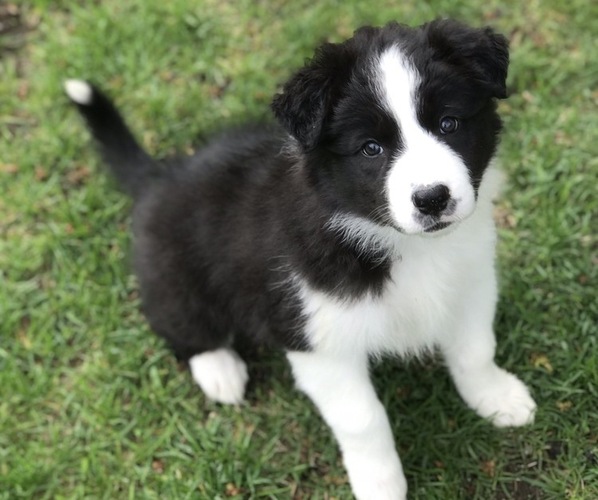 View Ad Border Collie Litter of Puppies for Sale near