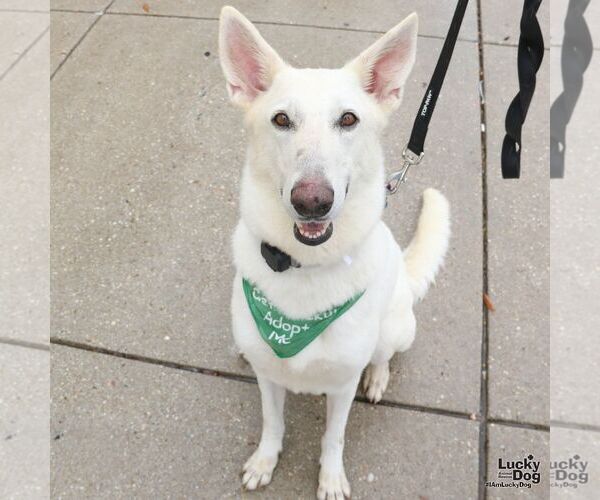 Medium Photo #1 German Shepherd Dog-Unknown Mix Puppy For Sale in Washington, DC, USA
