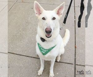German Shepherd Dog-Unknown Mix Dogs for adoption in Washington, DC, USA