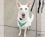 Petra - Female German Shepherd Dog-Unknown Mix Dog for Adoption - Small photo
