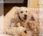 Small #4 Maltipoo (Miniature)