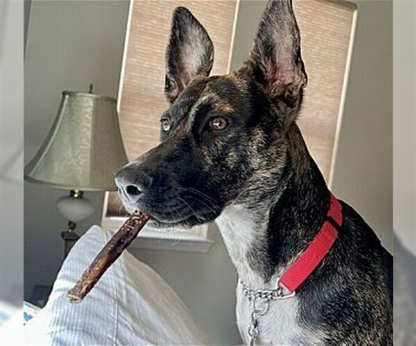 Medium Photo #1 Retriever -Unknown Mix Puppy For Sale in Dana Point, CA, USA