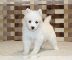 Pomsky Puppy for sale in DENVER, PA, USA