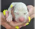 Puppy NALA Great Dane