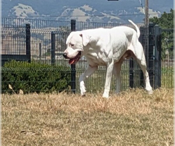 Medium Photo #1 Argentinian Mastiff Puppy For Sale in San Martin, CA, USA