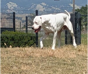 Argentinian Mastiff Dogs for adoption in San Martin, CA, USA