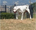 Small Argentinian Mastiff