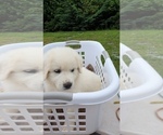 Small Photo #6 Great Pyrenees Puppy For Sale in GREENEVILLE, TN, USA