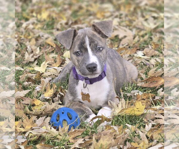 Medium Photo #10 Mutt Puppy For Sale in Fargo, ND, USA