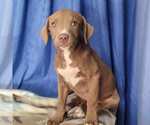 Small #3 Labrador Retriever Mix