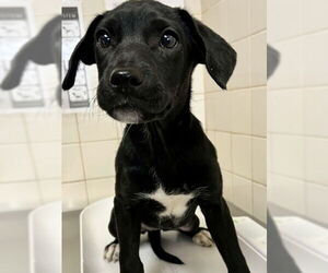 Labrador Retriever Dogs for adoption in San Antonio, TX, USA