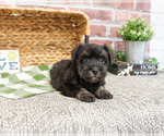 Image preview for Ad Listing. Nickname: Colt