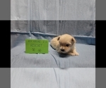 Small Photo #5 Maltipoo Puppy For Sale in BROOKFIELD, MO, USA