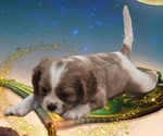 Puppy Princess Cavalier King Charles Spaniel
