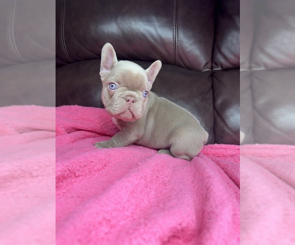 Medium Photo #4 French Bulldog Puppy For Sale in SACRAMENTO, CA, USA