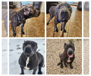 American Staffordshire Terrier-Unknown Mix Dogs for adoption in Shreveport, LA, USA
