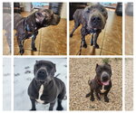 Small American Staffordshire Terrier Mix