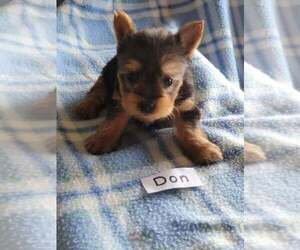 Yorkshire Terrier Puppy for sale in HOPKINSVILLE, KY, USA