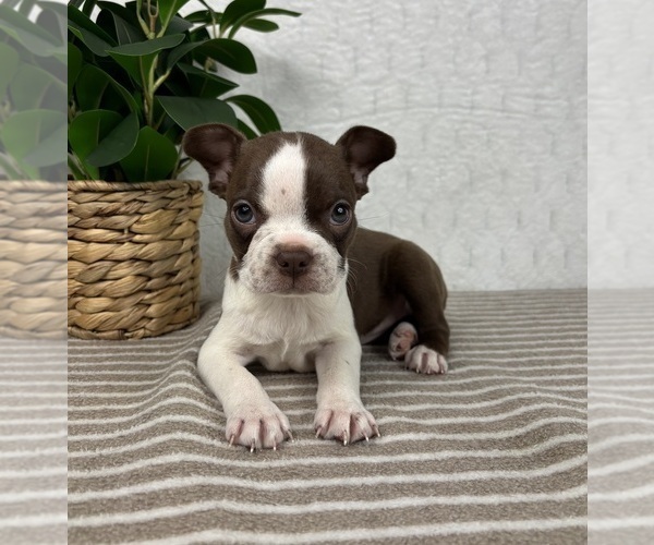 Medium Photo #6 Boston Terrier Puppy For Sale in GREENFIELD, IN, USA