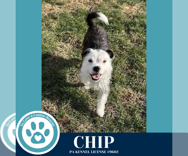 Medium Photo #2 Boston Terrier-Unknown Mix Puppy For Sale in Kimberton, PA, USA