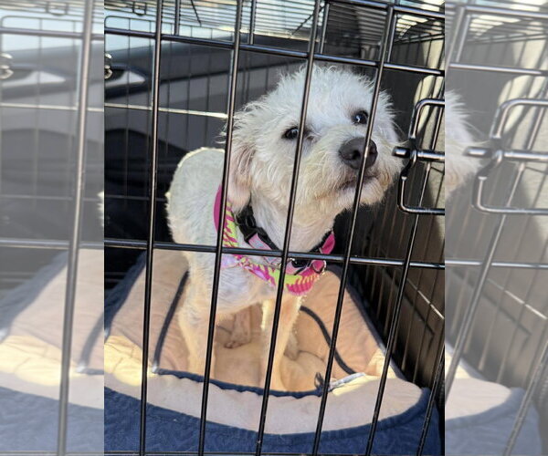 Medium Photo #7 Poodle (Miniature)-Unknown Mix Puppy For Sale in Boonton, NJ, USA