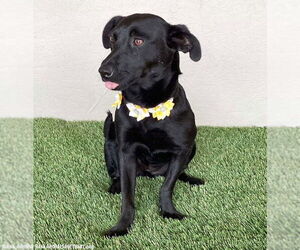 Michele - Female Mutt Dog for Adoption - Photo #2