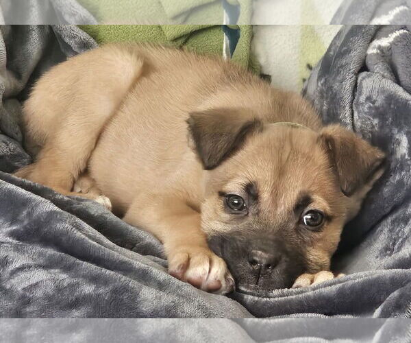 Medium Photo #5 Mastiff-Unknown Mix Puppy For Sale in Clarkston, MI, USA