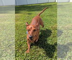 Small #7 Dachshund