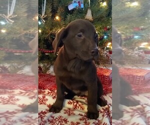 Labrador Retriever Dogs for adoption in BORING, OR, USA