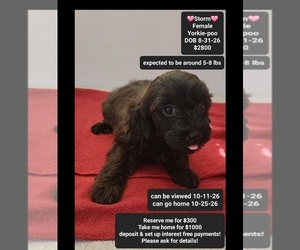 Yorkipoo Puppy for sale in TUCSON, AZ, USA