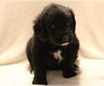 Small Photo #3 Golden Newfie Puppy For Sale in HOLLYWOOD, MD, USA