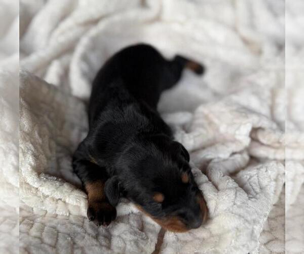 Medium Photo #10 Doberman Pinscher Puppy For Sale in HUNTSVILLE, AL, USA