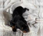 Small Photo #10 Doberman Pinscher Puppy For Sale in HUNTSVILLE, AL, USA