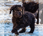 Small Photo #35 Spanish Water Dog Puppy For Sale in SIMLA, CO, USA