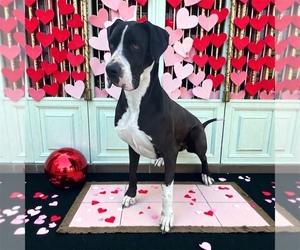 Mother of the Great Dane puppies born on 12/18/2025