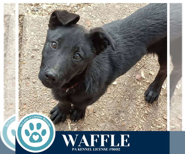 Medium Photo #4 Labrador Retriever-Unknown Mix Puppy For Sale in Kimberton, PA, USA