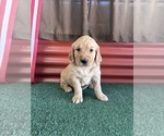 Small #4 English Cream Golden Retriever