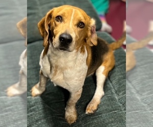 Father of the Beagle puppies born on 04/06/2025
