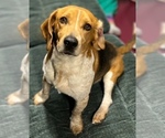 Small Photo #1 Beagle Puppy For Sale in MINERAL POINT, WI, USA