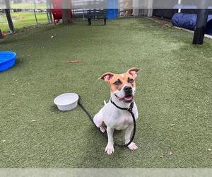 American Pit Bull Terrier-Unknown Mix Dogs for adoption in Orlando, FL, USA