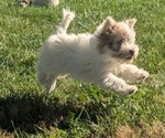 Puppy Adonis Havanese